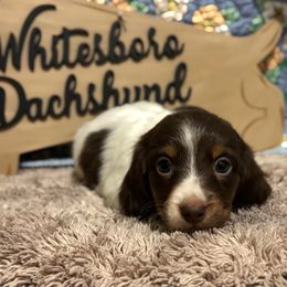 Brutus - Chocolate and tan male Dachshund puppy in Whitesboro, Texas from Whitesboro Dachshund