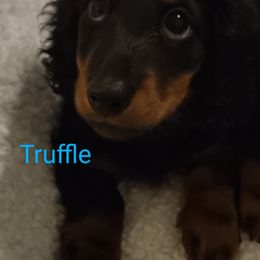 Dachshund Puppies from Weenie Wonders Hounds