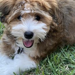 Bernedoodle, Cavapoo, Havanese, and Havapoo Puppies from Lady Paws Puppies - Cassie
