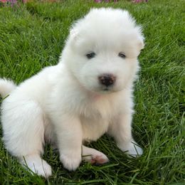 Girl 2 - White female Samoyed puppy in Morgan, Utah from Carriage Court Kennels