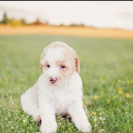 Goldendoodle and Poodle Puppies from Corbin’s Southern Curl’s