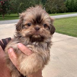 Monkey - Liver male Shih Tzu puppy in Tennessee from Cutshall Babies