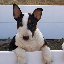 Bull Terriers from Rebel Angel