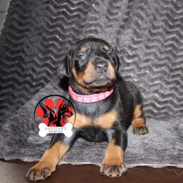 Doberman Pinscher Puppies from Aaliyah’s Dobies