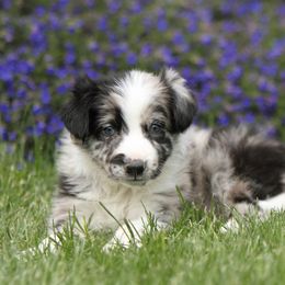 Border Collie Puppies from Midnight Border Collies