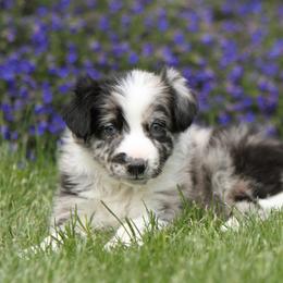 Border Collie Puppies from Midnight Border Collies