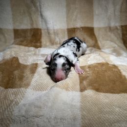Boy 1 - Blue merle male Australian Shepherd puppy in Ridgeville, Indiana from McCord’s Standard Aussies