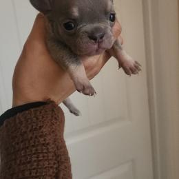 Female 2 blue tri - Tricolors female French Bulldog puppy in Charlotte, North Carolina from FrenchKiss Frenchies