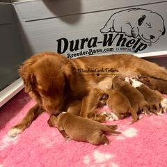 Nova Scotia Duck Tolling Retriever Puppies from Meadowlark Tollers