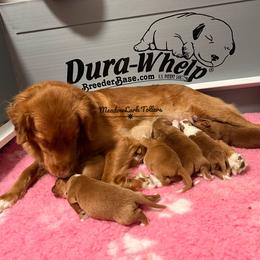 Nova Scotia Duck Tolling Retriever Puppies from Meadowlark Tollers