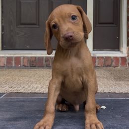 Rowlet - Golden rust male Vizsla puppy in Bloomington, Indiana from Envizion