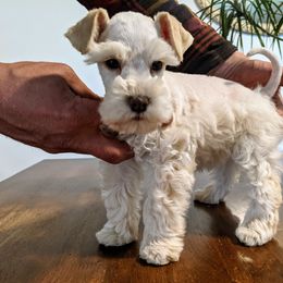 Aussiedoodle and Miniature Schnauzer Puppies from Cedar Creek Ranch