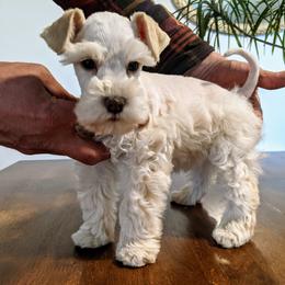 Aussiedoodle and Miniature Schnauzer Puppies from Cedar Creek Ranch