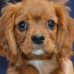 Ashley - Black and tan female Cavalier King Charles Spaniel puppy in Townville, South Carolina from Mid Lake Cavaliers