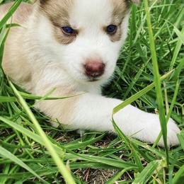 Poodle and Siberian Husky Puppies from White Water Dogs