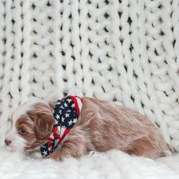 Cavapoo Puppies from Cavapoo Corner