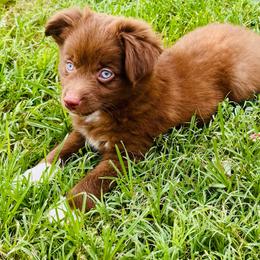 Red bi blue eyes - Red & white male Toy Australian Shepherd puppy in Oklahoma City, Oklahoma from Faith River Aussies