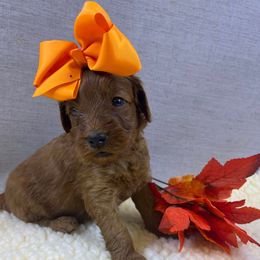 Orange - Red  female Goldendoodle puppy in Boaz, Alabama from Doodles All Day