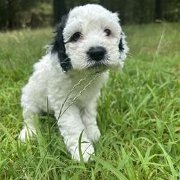 Snow White - Black and white female Cockapoo puppy in Egg Harbor City, New Jersey from Grace Given Cockapoos (GGC)