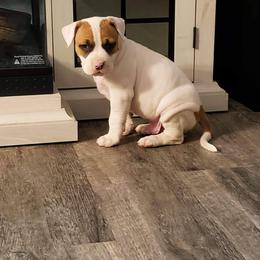 American Staffordshire Terrier Puppies from Prairieland Kennels