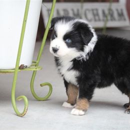 Australian Shepherd and Miniature Australian Shepherd Puppies from Canyon Creek Aussies