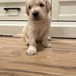 Teddy Bear - Light golden male Golden Retriever puppy in Baldwin Park, California from Mountain Valley Retrievers