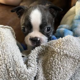 Tessa - Brindle and white female Boston Terrier puppy in Tenmile, Oregon from High Plains French Bulldogs,Boston Terriers and Frenchtons.