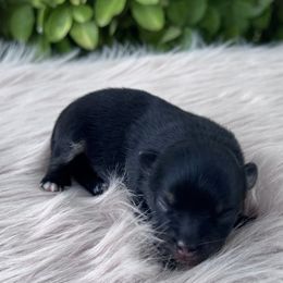 Maple - Black and tan female Pomeranian puppy in Sandia, Texas from Broken Arrow Poms