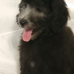 Goldendoodle Puppies from Country Pups Doodles