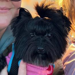Echo - Black and tan female Yorkshire Terrier puppy in Michigan from Fanciful Thrills Kennel