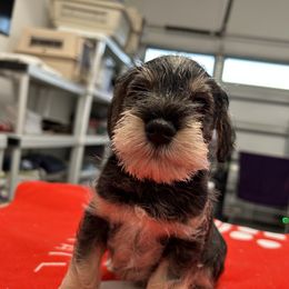 Miniature Schnauzer Puppies from Mystique Miniature Schnauzers