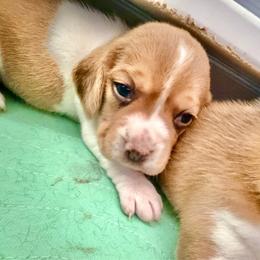 Cheesecake - Tan and white female Beagle puppy in Judsonia, Arkansas from Mayberry Acres Beagles and Basset Hounds