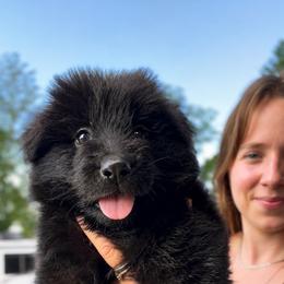 Hallow - Black female German Shepherd puppy in Virginia from Stahlhaus ( Previously Buffelbach Farmstead Shepherds)