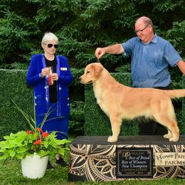 Navy - Golden Retriever