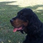 Gordon Setter All Grown Up from Gail Godding's Gordon Setters