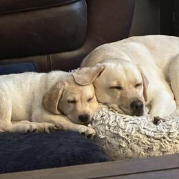 Labrador Retriever Puppies from Findaway Labradors