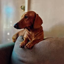 Woody - Dachshund