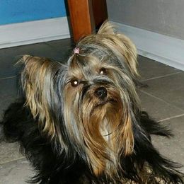Valentino - Yorkshire Terrier