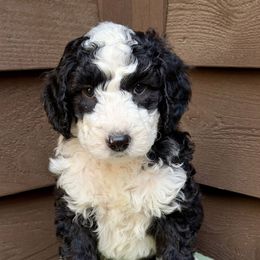 Mr Gray collar - Black and chalk male Australian Labradoodle puppy in Mount Gilead, North Carolina from Tillery Labradoodles
