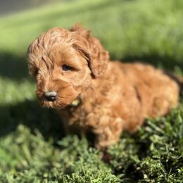 Girl 2 Selection - Red  female Goldendoodle puppy in Pleasant Hill, Iowa from Harvest Creek