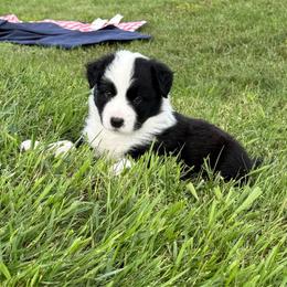 Rocky - White and seal male Border Collie puppy in Dorr, Michigan from Pineview Farm