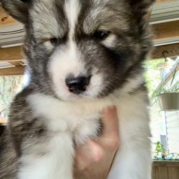 Siberian Husky Puppies from TRUHUSKY SIBERIANS