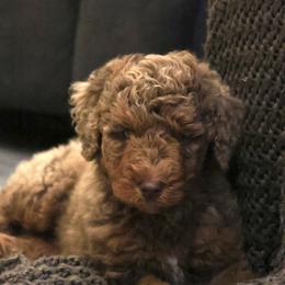 Truffle - Brown merle male Aussiedoodle puppy in Vallejo, California from Well Rooted Doodles