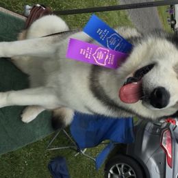 Alaskan Malamute All Grown Up from Tarnish Malamutes