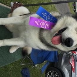 Alaskan Malamute All Grown Up from Tarnish Malamutes