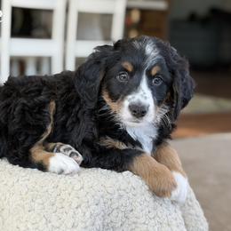Kringle - Tri-color male Bernedoodle puppy in Henry, Illinois from Rowe Farms Doodles