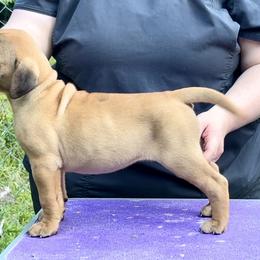 Acorn - Fawn female Bullmastiff puppy in Athens, Georgia from RCS Kennels