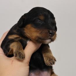 Raven - Phantom female Bernedoodle puppy in Muskogee, Oklahoma from Lawler’s Legacy Litters