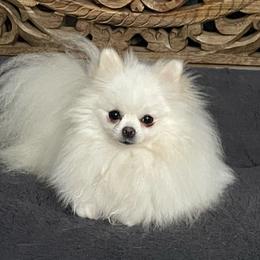 Maggie - Pomeranian