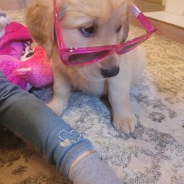 Golden Retriever Puppies from Golden Coast Kennels